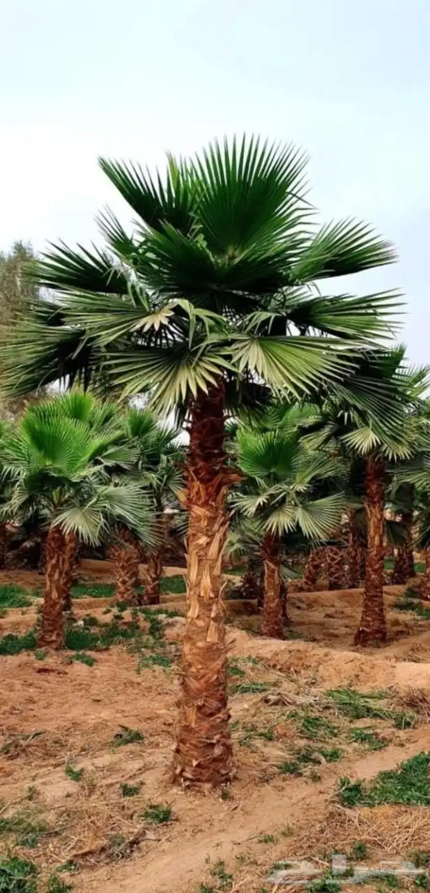 نخل واشنطني وشنطن واشنطونيا زينه للبيع 2