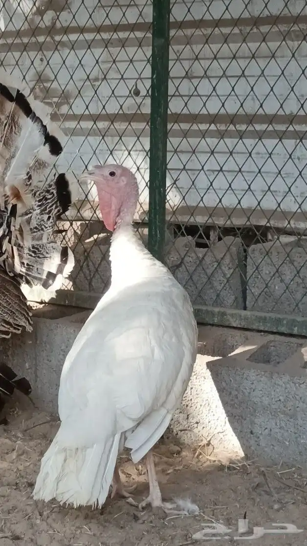 للبيع دجاج رومي 0