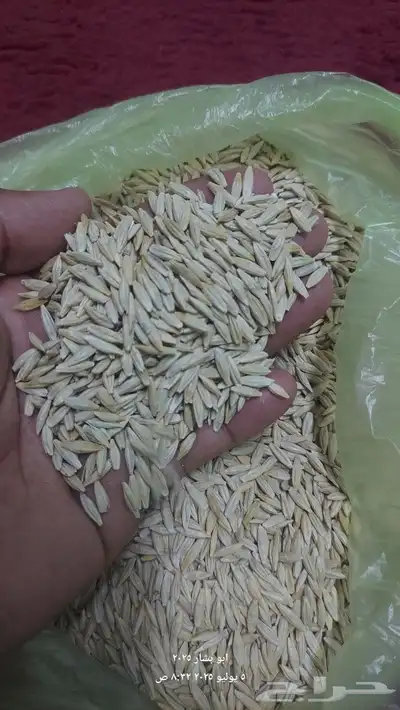 شعير يمني حبه كبيره 0