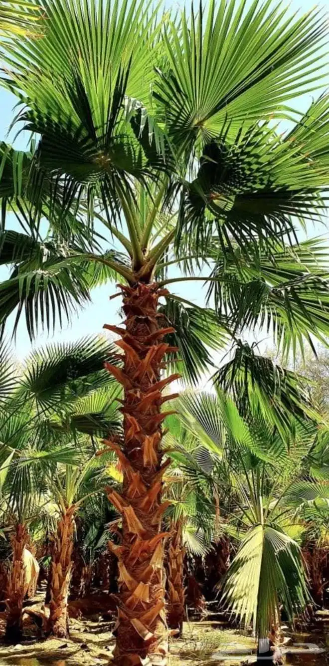 نخل واشنطني وشنطن واشنطونيا زينه للبيع 7