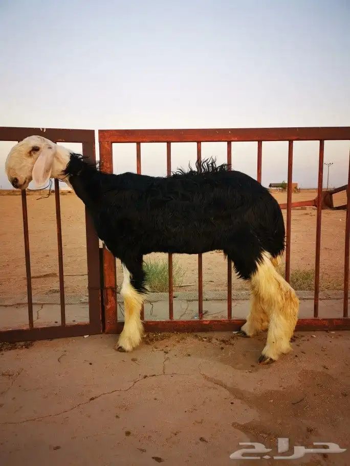 رخل نجديه صنف معرفه 0