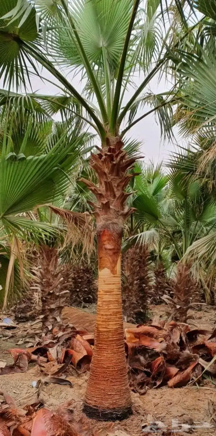 نخل واشنطني وشنطن واشنطونيا زينه للبيع 4