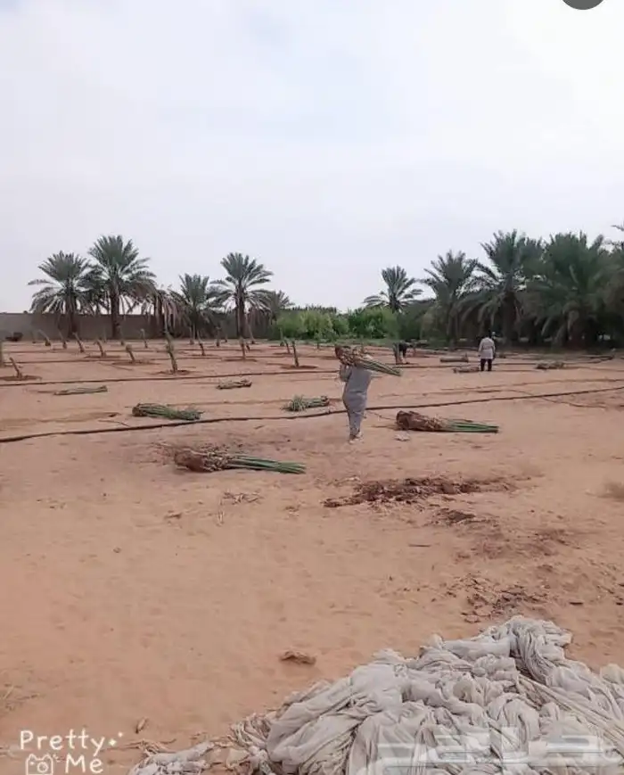 مقاول جميع انواع الشبوك وأعمال النخيل والبيوت التراثيه من ا 4