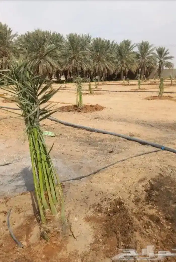 مقاول جميع انواع الشبوك وأعمال النخيل والبيوت التراثيه من ا 2