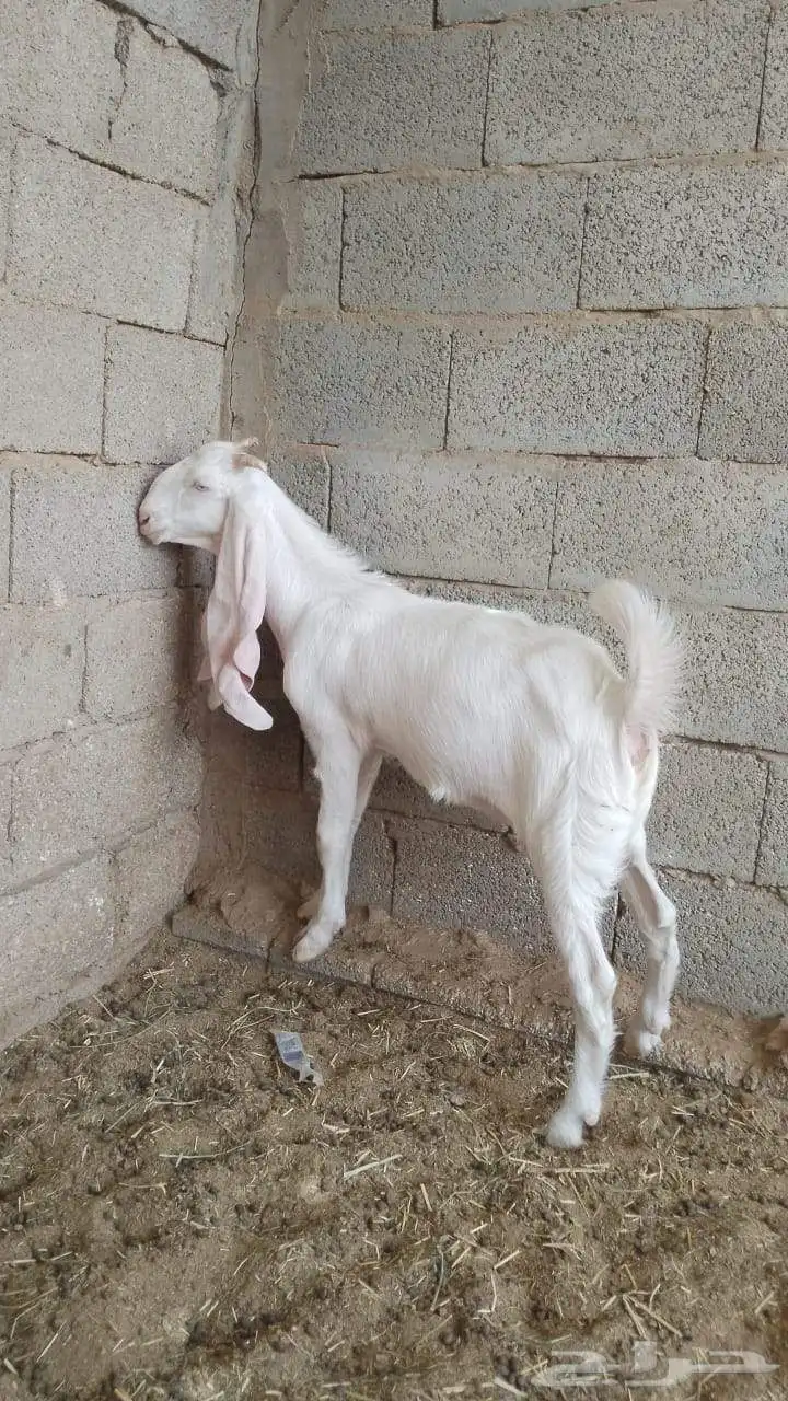 تيوس وجفار 5