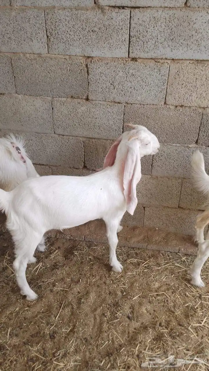 تيوس وجفار 3