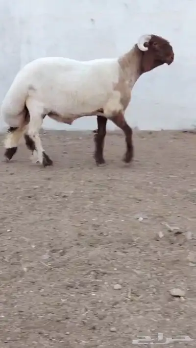 جدع نعيمي صنف فاخر للبيع 2