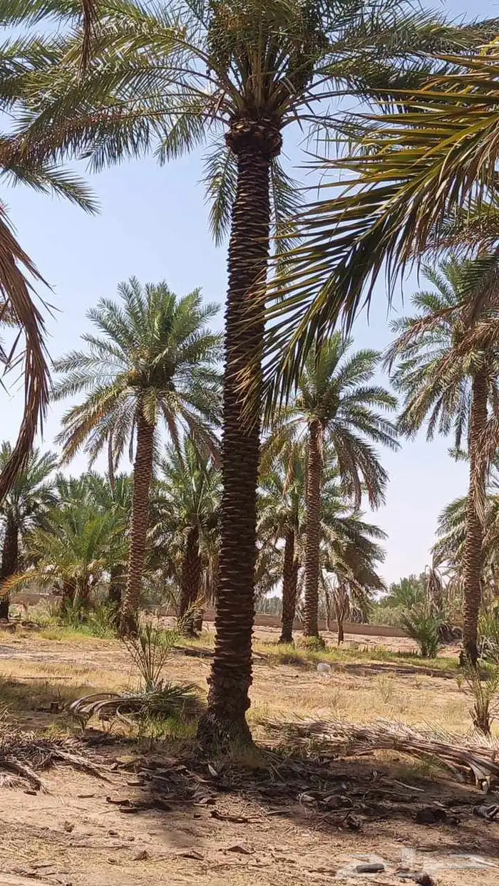 نخيل للبيع 3 م 4  6  7 8