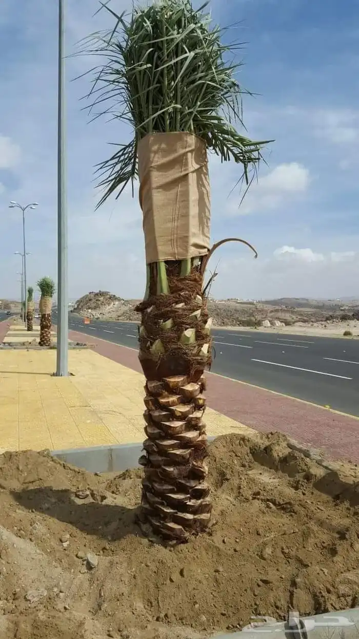 نخل للبيع بجميع انوعه ومقساته 6