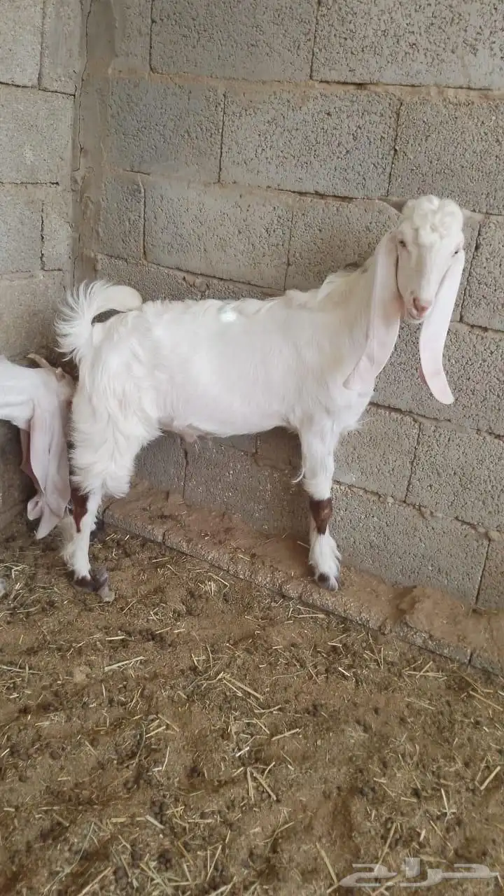 تيوس وجفار 2