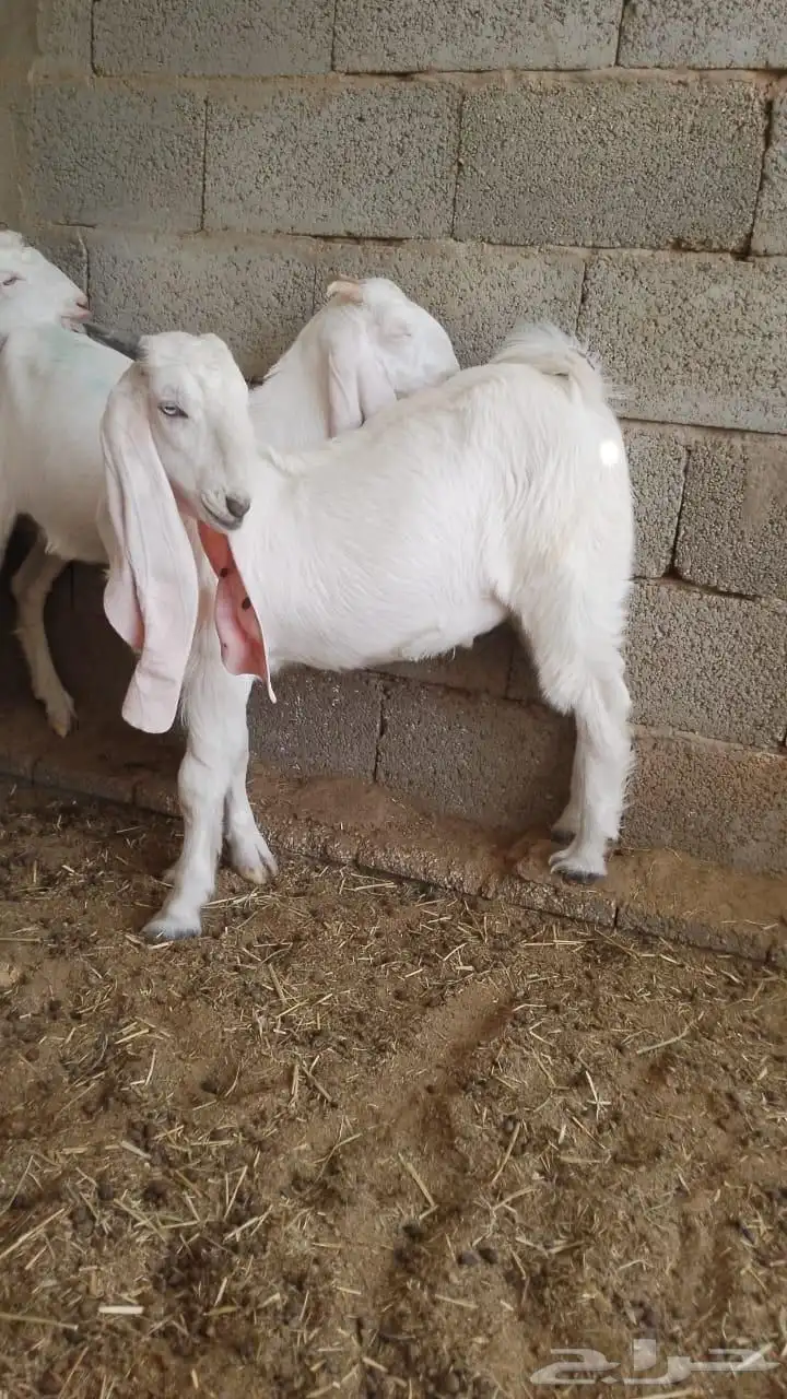 تيوس وجفار 4
