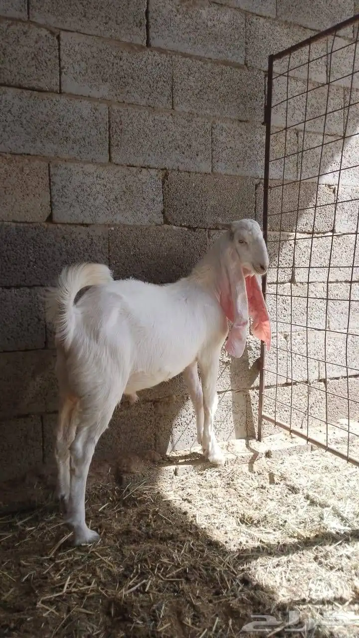 تيوس وجفار 0