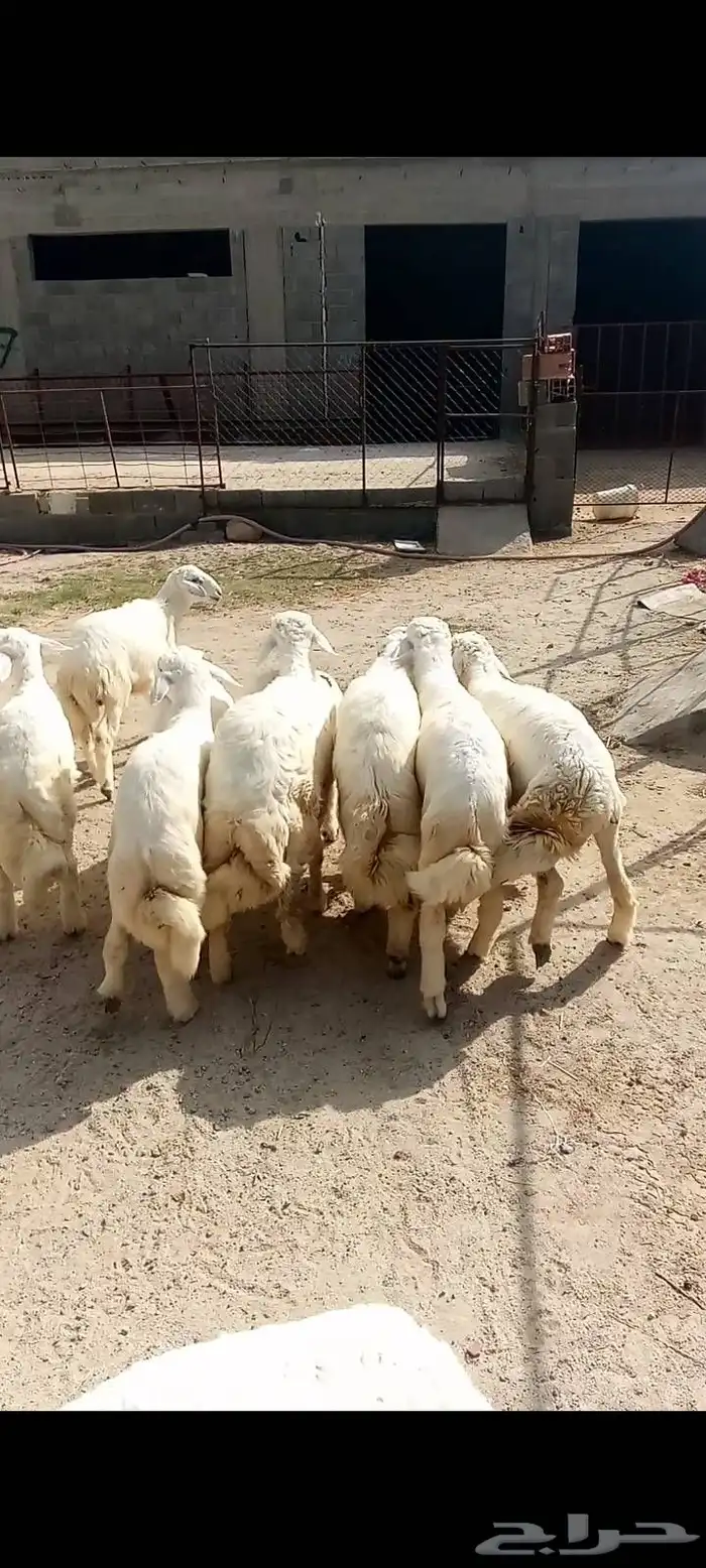 طليان فل شحم ماشاء الله تبارك الله 0