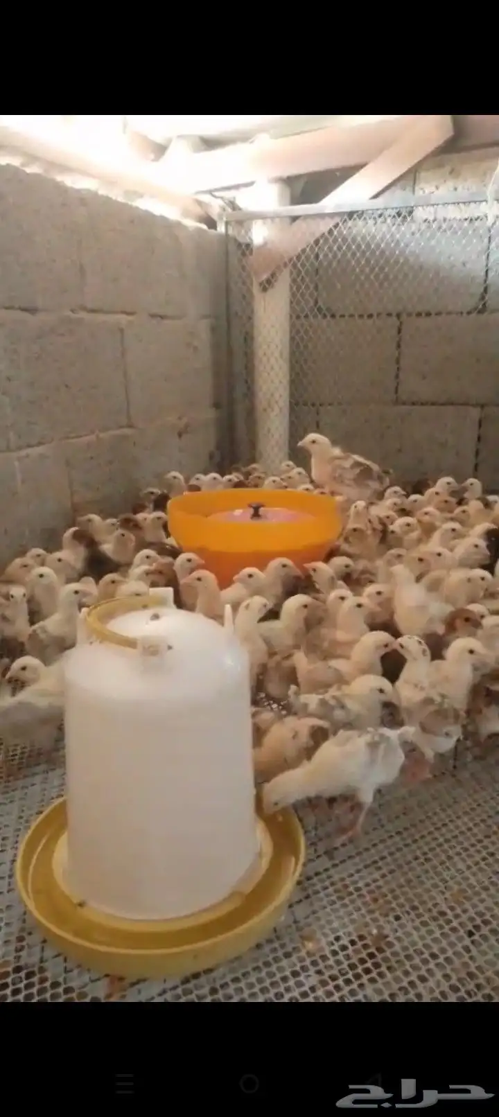 صوص بلدي عمر أسبوعين 1