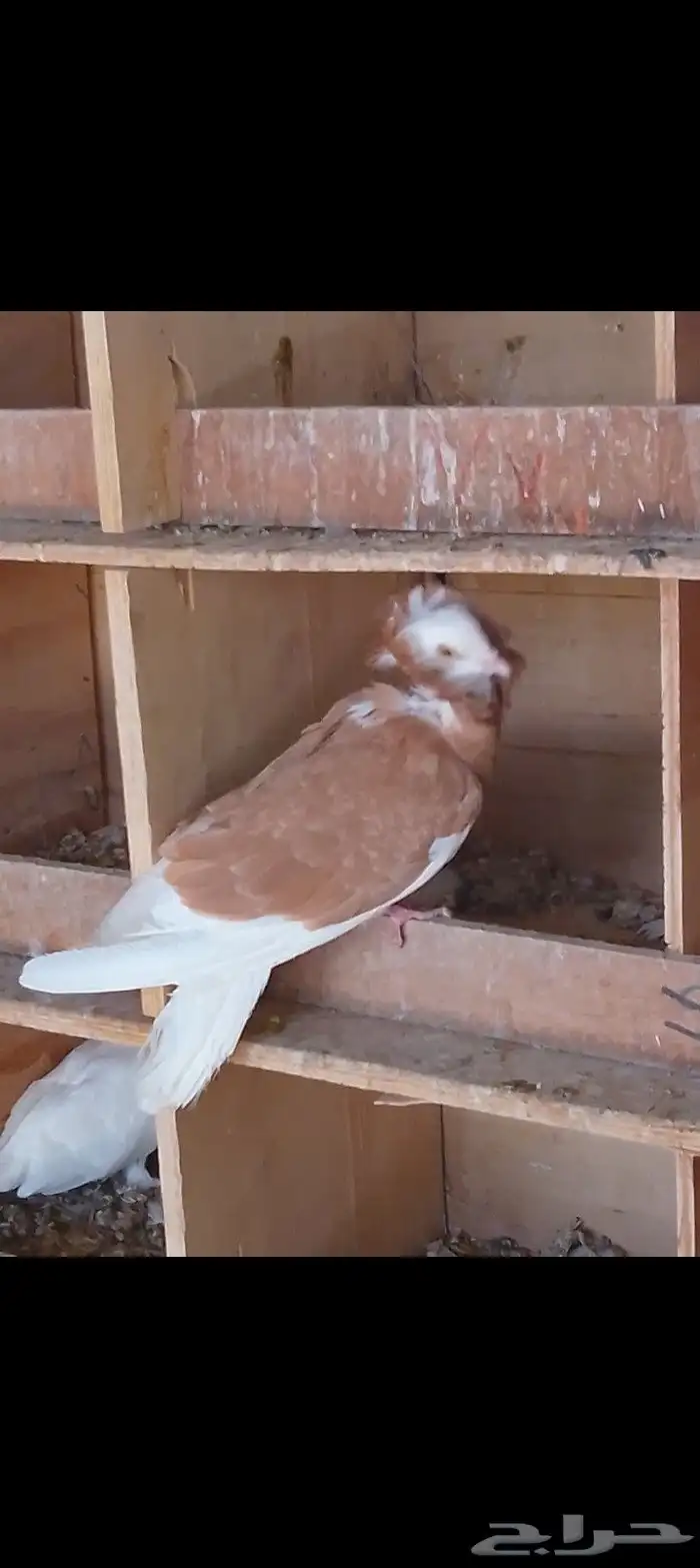 كنج للبيع 0