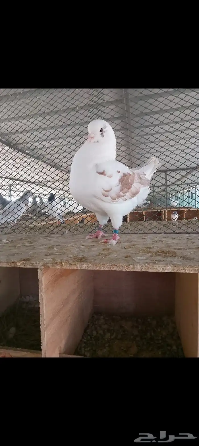 كنج للبيع 1
