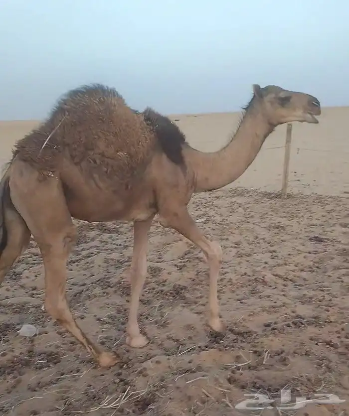 قعود على حليب أمه 0