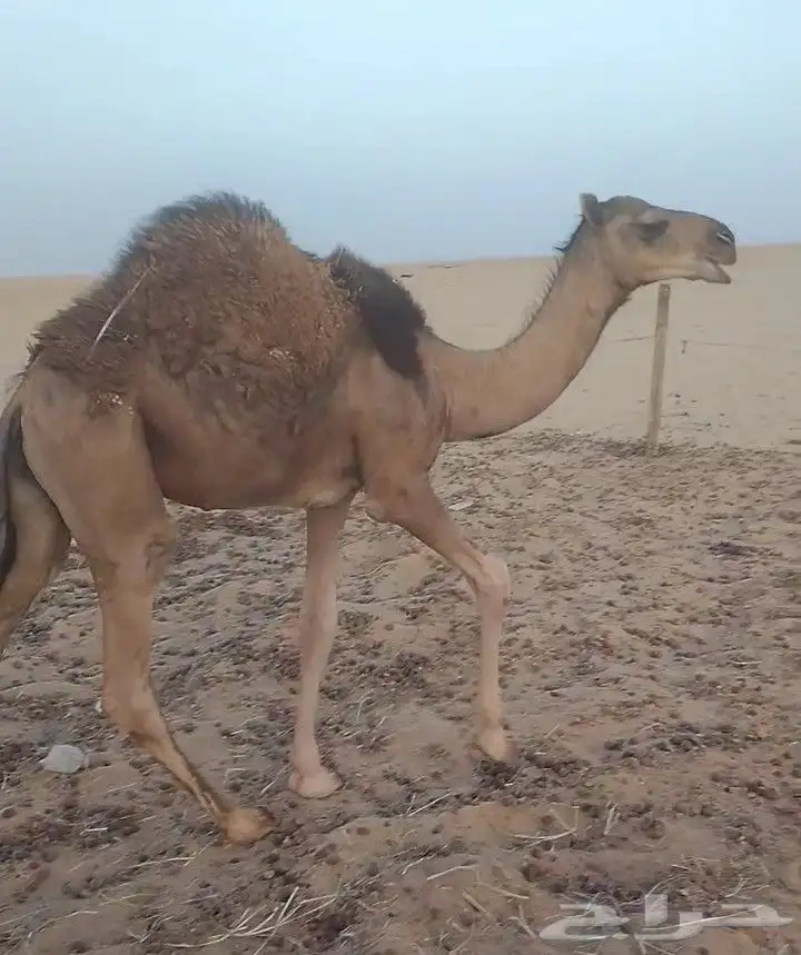 قعود على حليب أمه 0