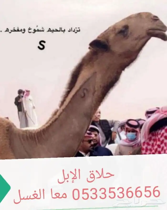 حلاق الإبل مع الغسيل مطلع إلى جميع أنحاء المملكة 2