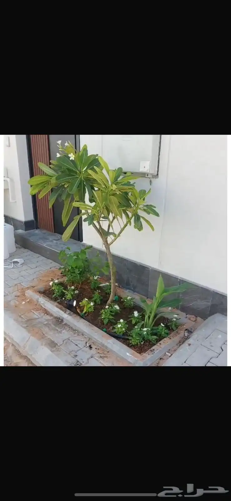 تنسيق حدائق 2
