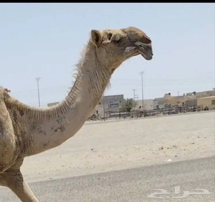حمرا لوفا ناقة مزاين 0