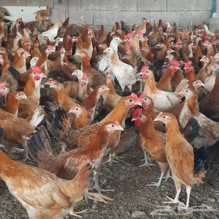 ديكه بلدى الموقع بحر ابوسكينة محايل عسير 3