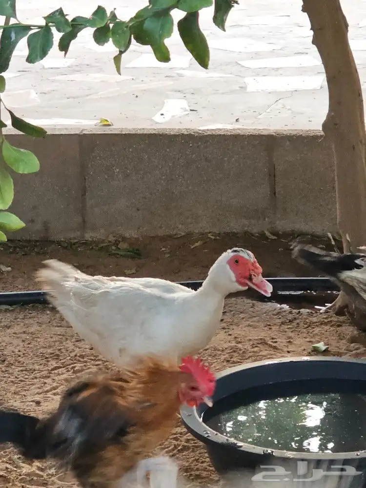ذكر بط بح للبيع 2