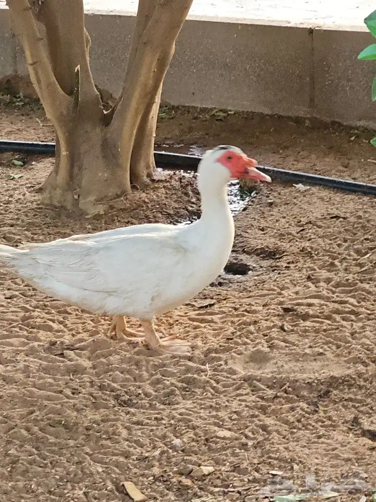 ذكر بط بح للبيع 1