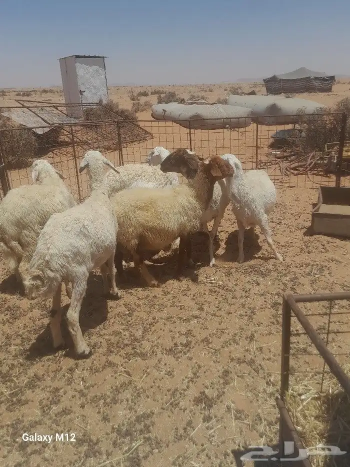 مضاريع العدد 5 0