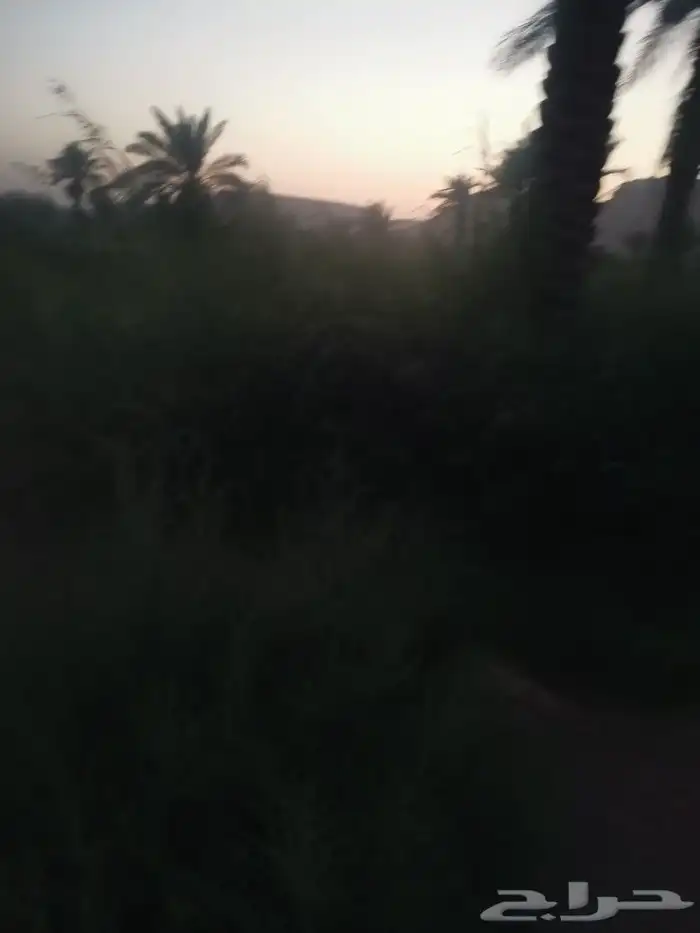 أعلاف أغنام طيبه 8