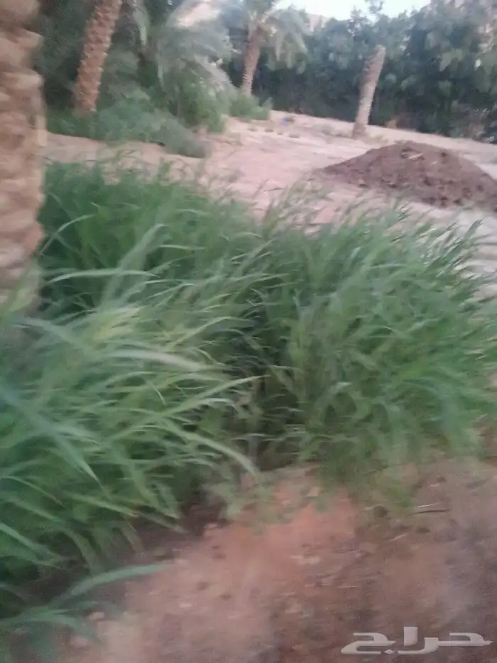 أعلاف أغنام طيبه 0