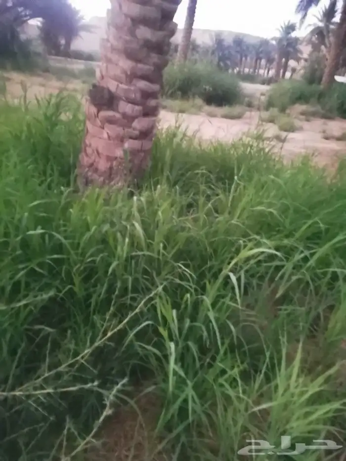 أعلاف أغنام طيبه 6