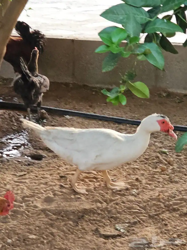 ذكر بط بح للبيع 3