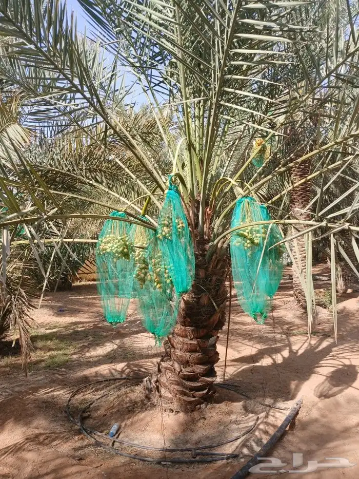 نخل للبيع صقعي اخلاص سكري منيفي نخيل الرياض القصيم الخرج 2