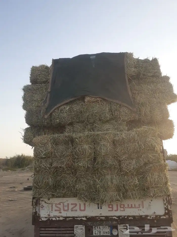 هيبان مخلوط شد طيب 2