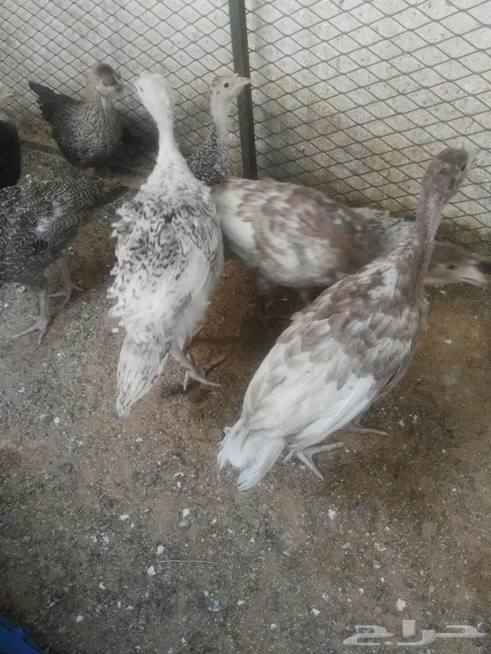 رومي عمره 3 شهور 3