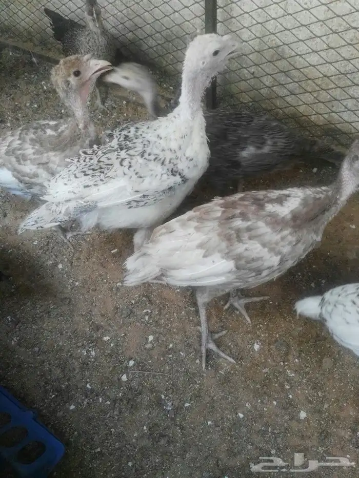 رومي عمره 3 شهور 4