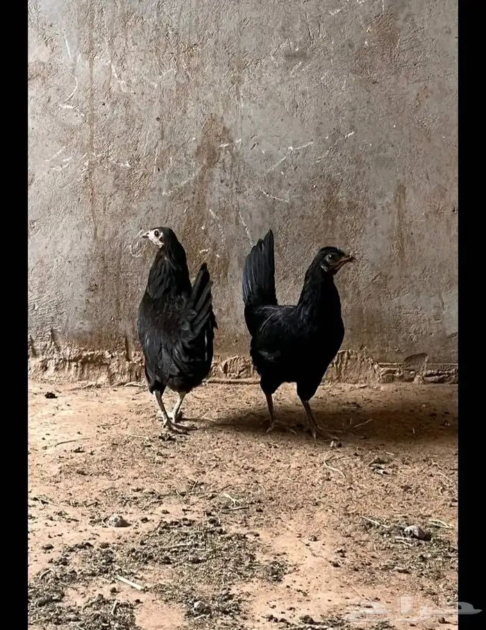 دجاج النوع اندنوسي نجران التواصل على ذا الرقم 2