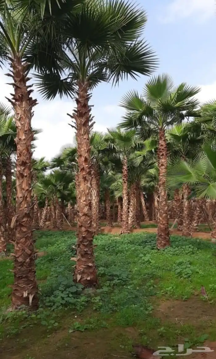 نخل واشنطني وشنطن واشنطونيا زينه للبيع 8