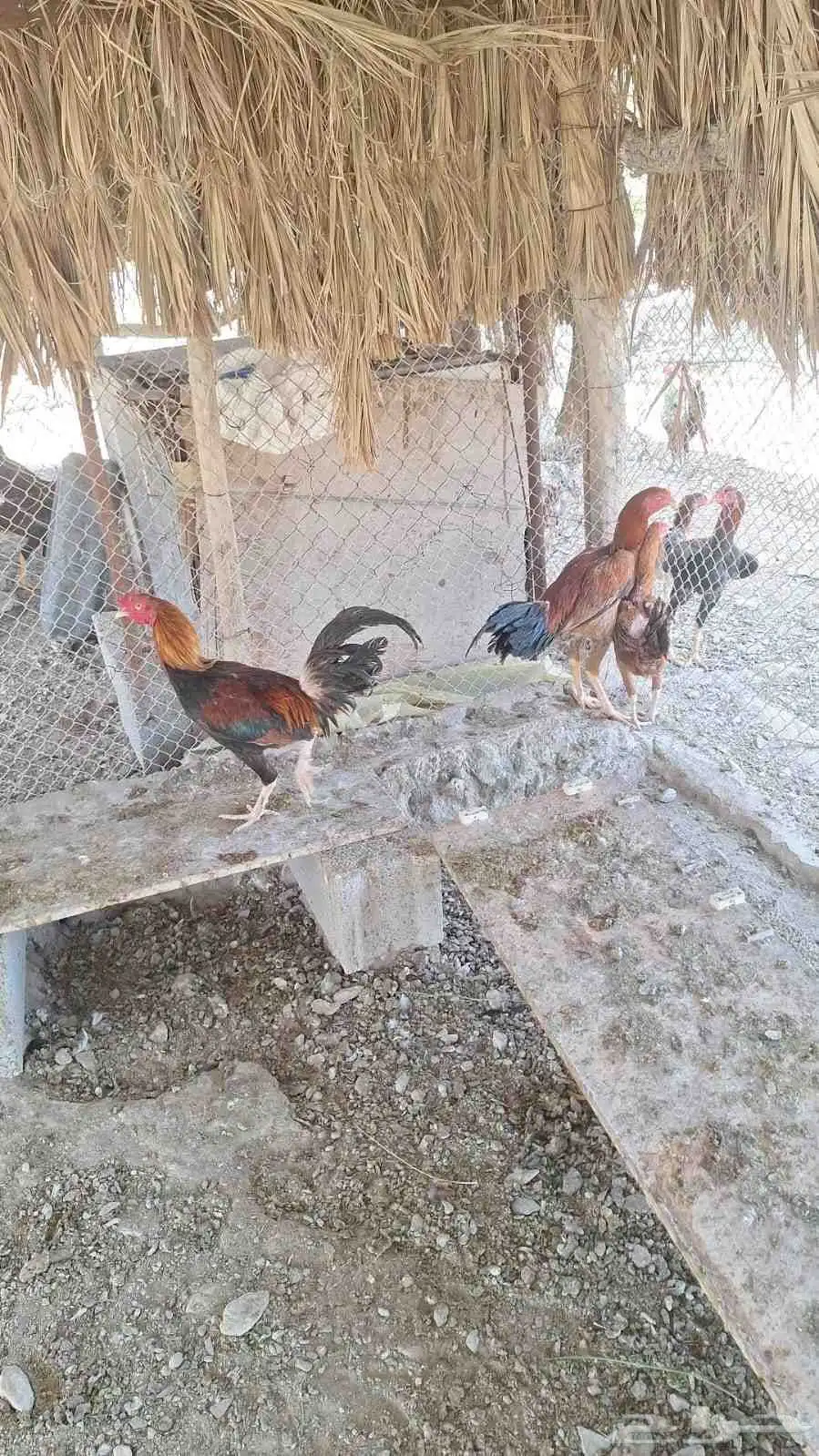 دجاج باكستاني 1