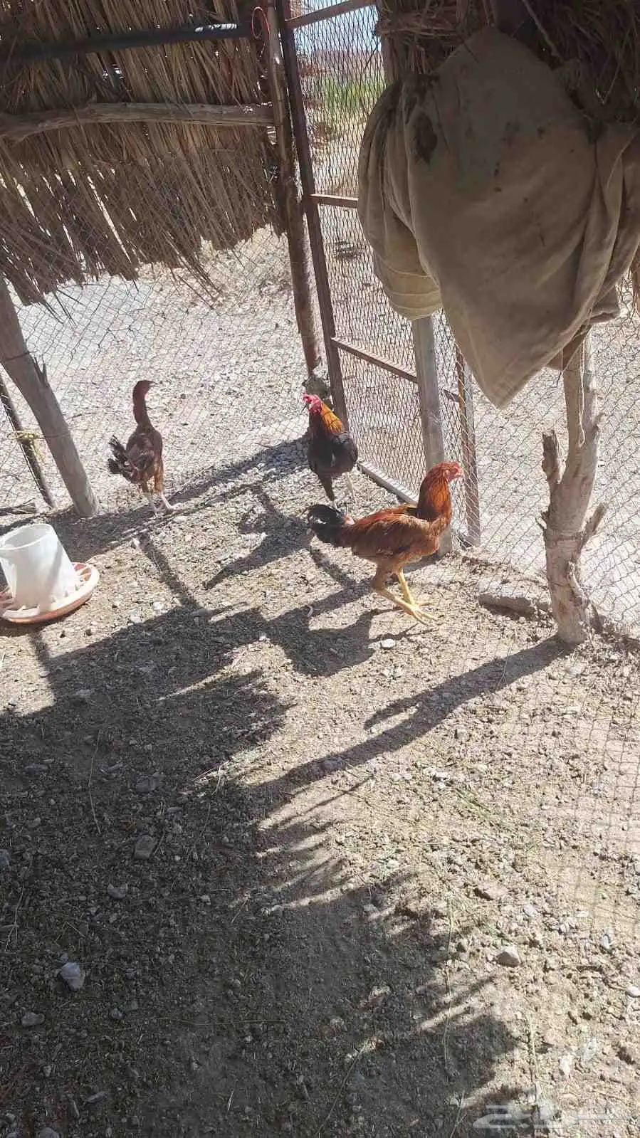 دجاج باكستاني 2