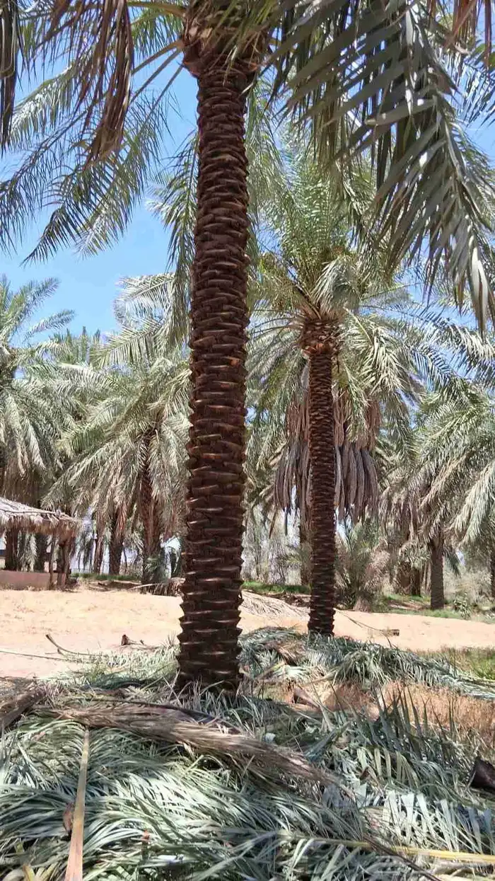 نخيل للبيع 3 م 4  6  7 9