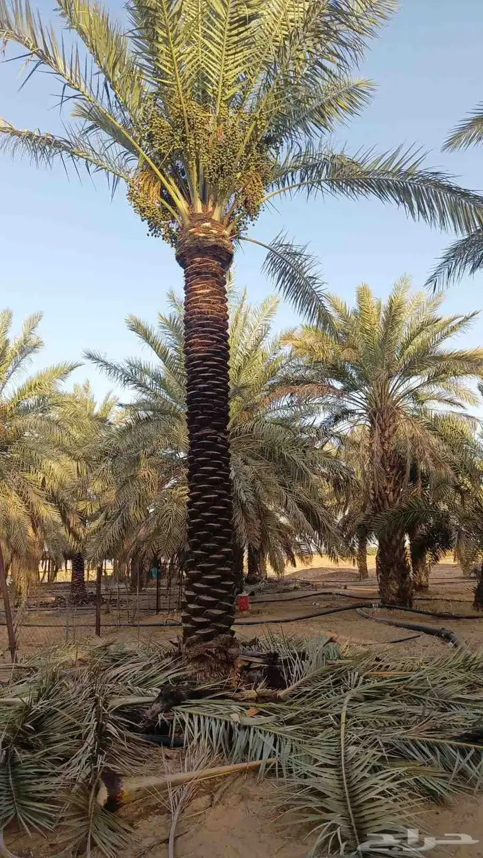 نخيل للبيع 3 م 4  6  7 6