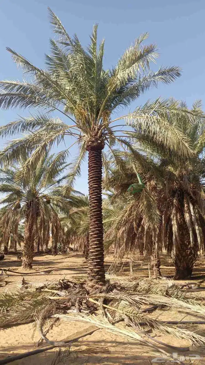 نخيل للبيع 3 م 4  6  7 2