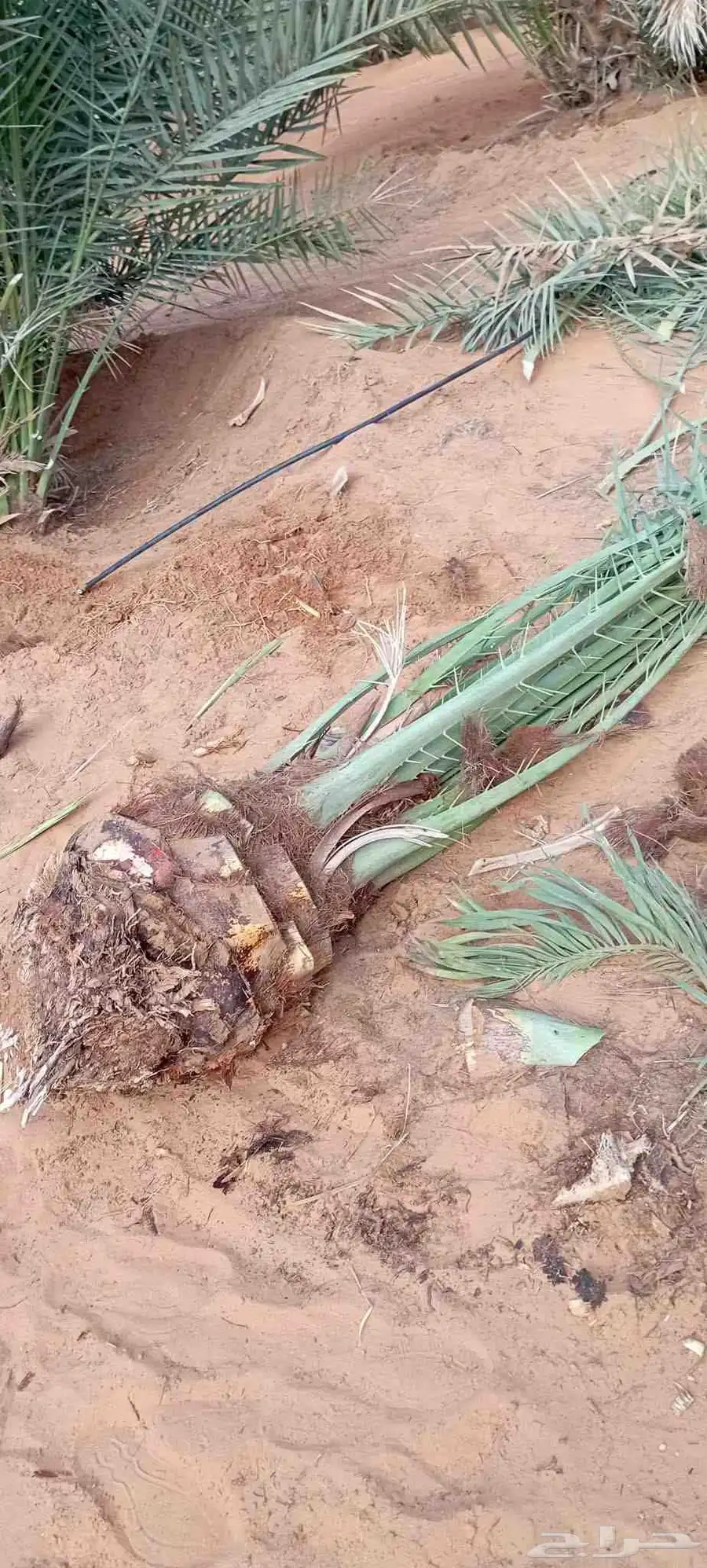 فروخ سكري 2