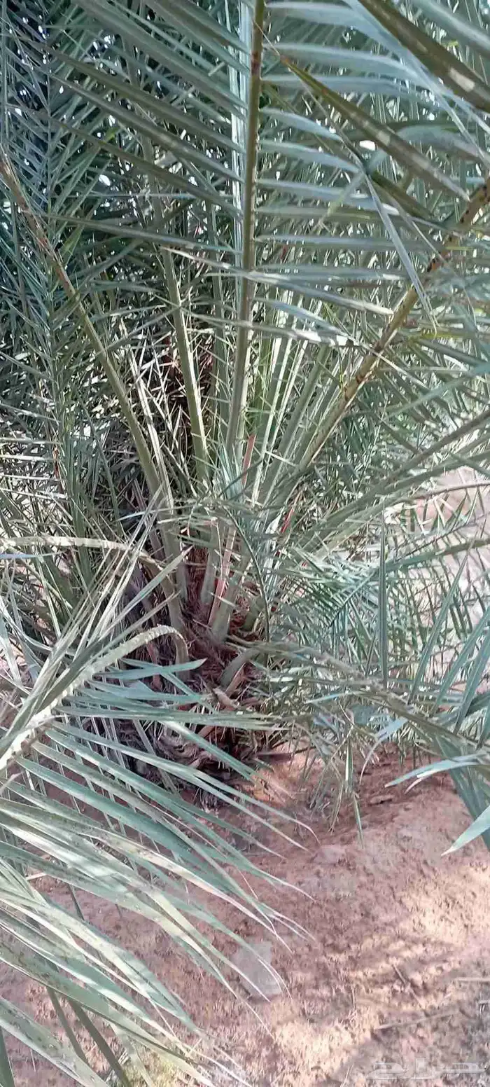 فروخ سكري 1