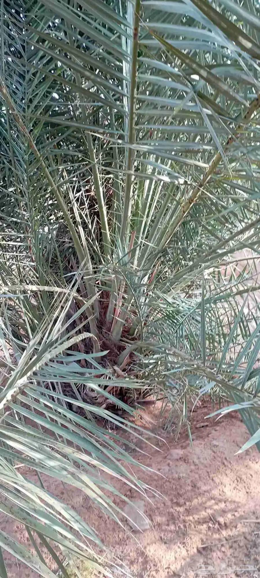 فروخ سكري 1
