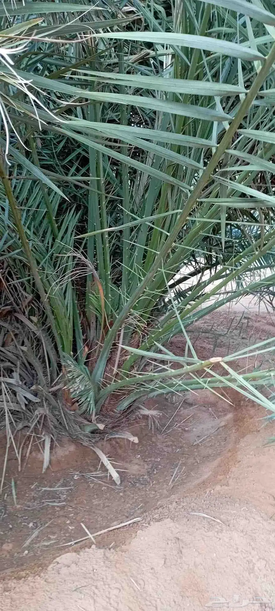 فروخ سكري 4