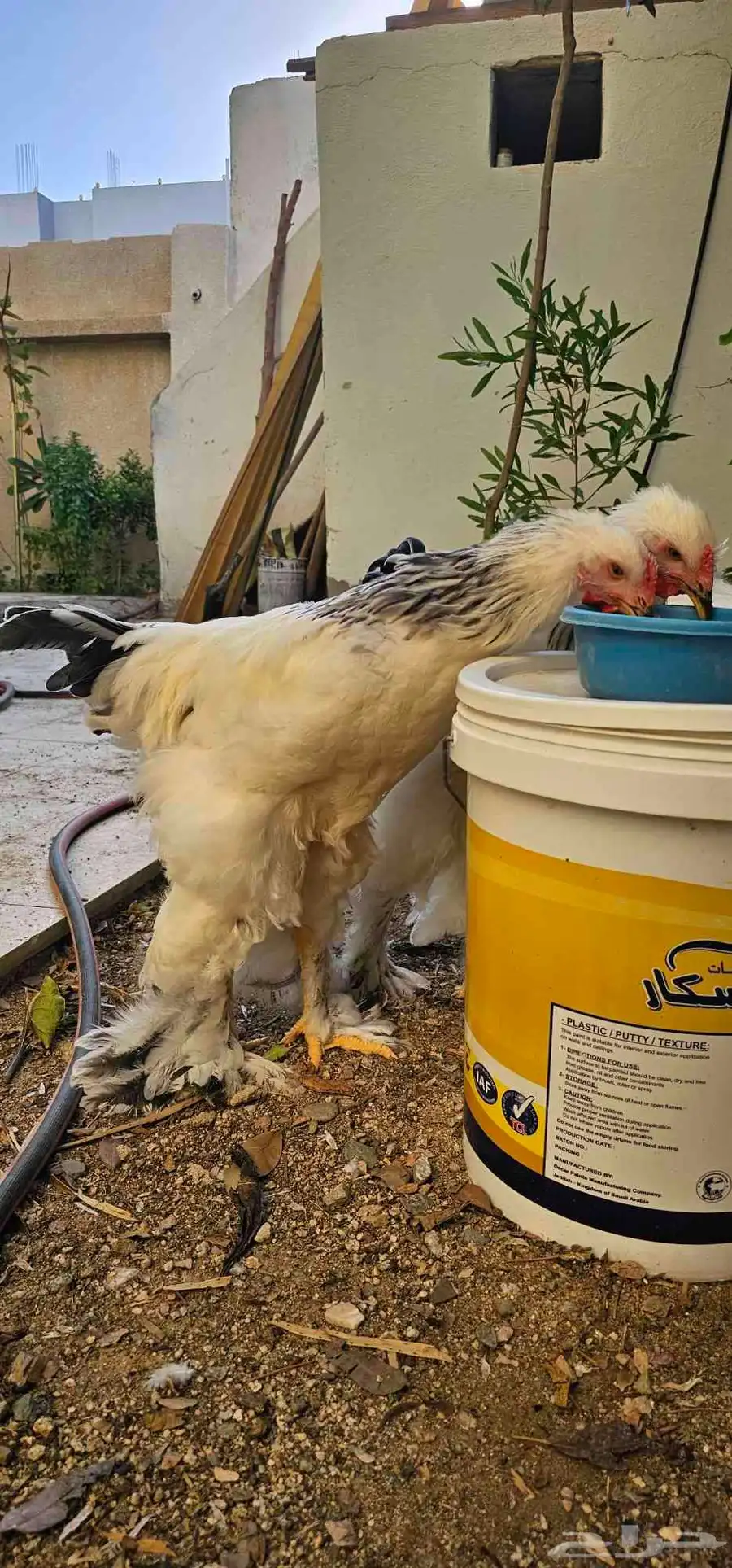 ديك براهما 0