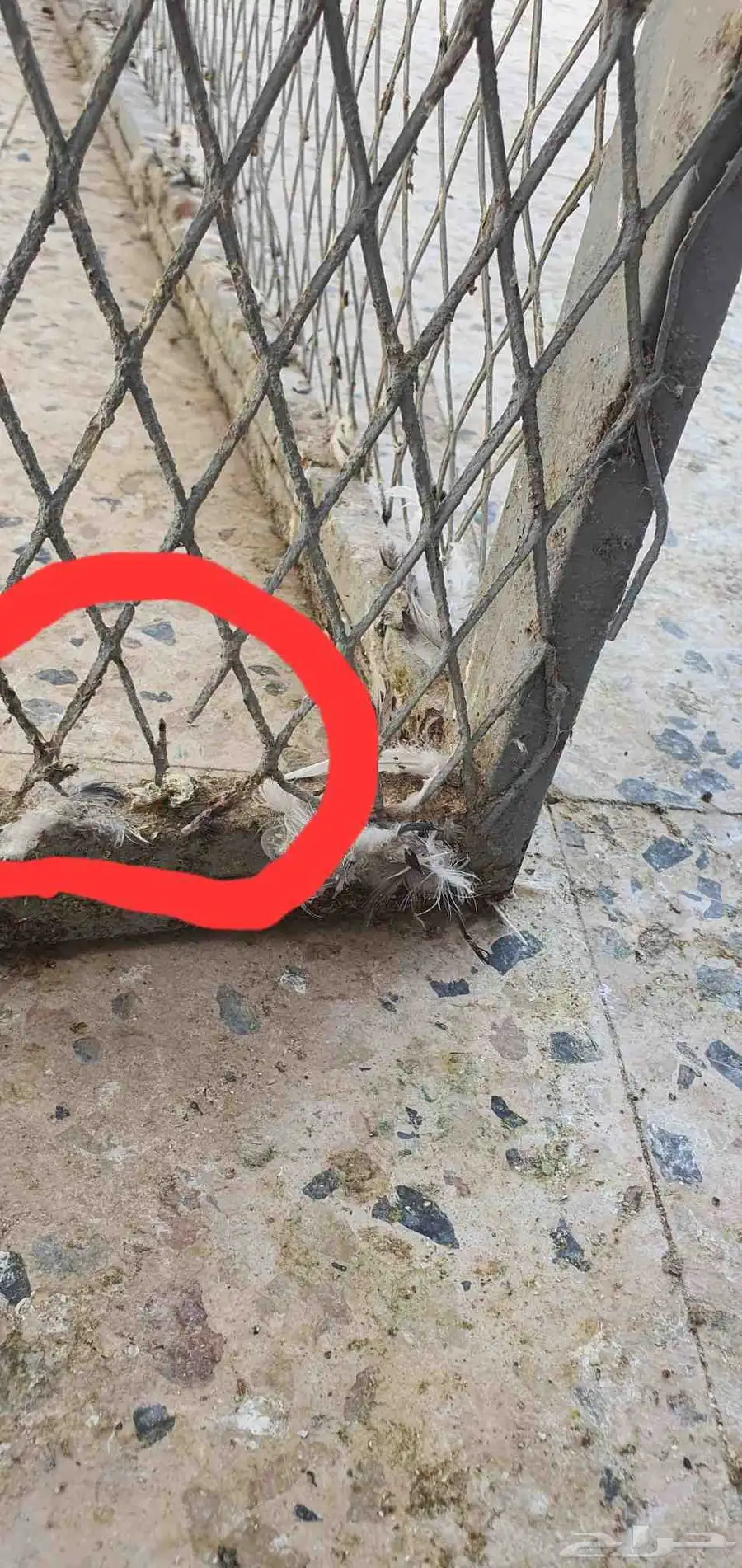 شبك لطيور تم البيع 2